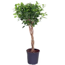 NA Plantes Vertes | Ficus 'Moclame':Tressé H90 cm pot D21cm