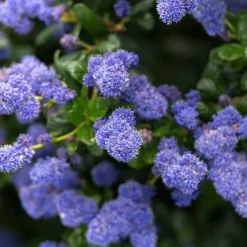 Fleur - Céanothe rampant thyrsiflorus - ceanothus rampant thyrsiflorus pot 3l Hot