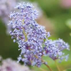 Fleur - Céanothe thyrsiflorus skylark - ceanothus thyrsiflorus skylark pot 3l Clearance