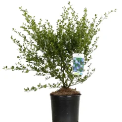Fleur - Céanothe thyrsiflorus skylark - ceanothus thyrsiflorus skylark pot 3l Clearance