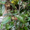 Fleur - Chalef - elaeagnus ebbingei 60cm en pot Clearance