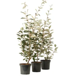 Fleur - Chalef - elaeagnus ebbingei 60cm en pot Clearance