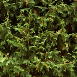 Fleur - Cyprès de leyland - cupressocyparis leylandii 100cm en pot Hot