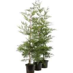Fleur - Cyprès de leyland - cupressocyparis leylandii 100cm en pot Hot