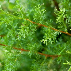Fleur Conifères | - Cyprès de leyland - cupressocyparis leylandii 80cm en pot