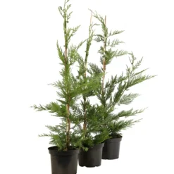 Fleur Conifères | - Cyprès de leyland - cupressocyparis leylandii 80cm en pot