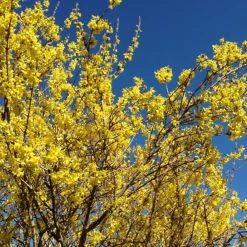 Fleur Arbres Et Arbustes | - Forsythia minigold 3l