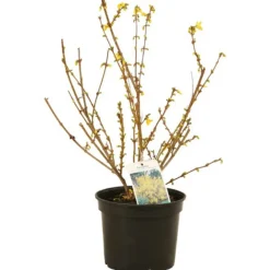 Fleur Arbres Et Arbustes | - Forsythia minigold 3l