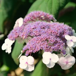 Fleur Plantes De Terre De Bruyère | - Hortensia aspera macrophylla - hydrangea aspera macrophylla pot 3l