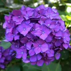 Fleur Plantes De Terre De Bruyère | - Hortensia bodensee - hydrangea macrophylla bodensee pot 3l