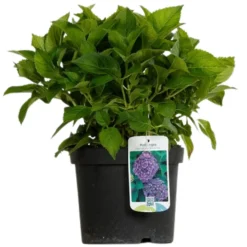 Fleur Plantes De Terre De Bruyère | - Hortensia bodensee - hydrangea macrophylla bodensee pot 3l