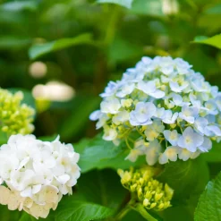 Fleur - Hortensia macrophylla mme emile mouillere - hydrangea macrophylla mme emile mouillere pot 3l Clearance