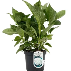 Fleur - Hortensia macrophylla mme emile mouillere - hydrangea macrophylla mme emile mouillere pot 3l Clearance