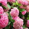 Fleur Plantes De Terre De Bruyère | - Hortensia macrophylla - hydrangea macrophylla pot 3l