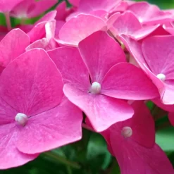 Fleur - Hortensia macrophylla teller rouge - hydrangea macrophylla teller rouge pot 3l