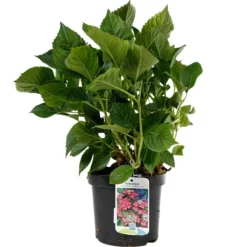 Fleur - Hortensia macrophylla teller rouge - hydrangea macrophylla teller rouge pot 3l