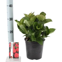 Fleur - Hortensia macrophylla merveille sanguine - hydrangea macrophylla merveille sanguine pot 3l Best