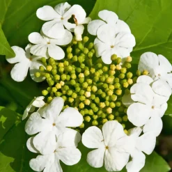 Fleur - Hortensia macrophylla tricolor - hydrangea macrophylla tricolor pot 3l