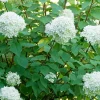 Fleur Plantes De Terre De Bruyère | - Hortensia paniculata bobo - hydrangea paniculata bobo pot 3l