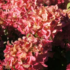 Fleur - Hortensia paniculata diamant rouge - hydrangea paniculata diamant rouge pot 3l