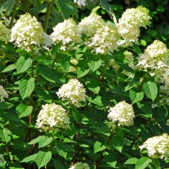 Fleur Plantes De Terre De Bruyère | - Hortensia paniculata grandiflora - hydrangea paniculata grandiflora pot 3l