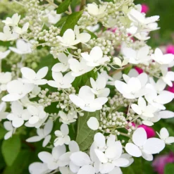 Fleur - Hortensia paniculata kyushu - hydrangea paniculata kyushu pot 3l Outlet