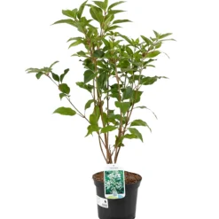 Fleur - Hortensia paniculata kyushu - hydrangea paniculata kyushu pot 3l Outlet