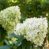 Fleur Plantes De Terre De Bruyère | - Hortensia paniculata limelight - hydrangea paniculata limelight pot 3 l