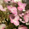 Fleur - Hortensia paniculata pinky winky - hydrangea paniculata pinky winky pot 3l Sale
