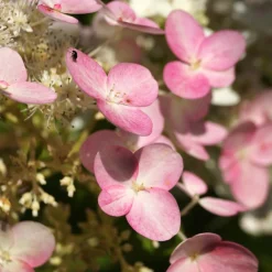 Fleur - Hortensia paniculata pinky winky - hydrangea paniculata pinky winky pot 3l Sale