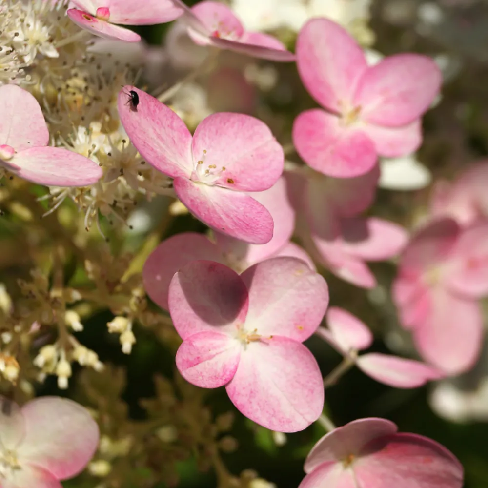 Fleur - Hortensia paniculata pinky winky - hydrangea paniculata pinky winky pot 3l Sale