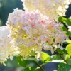 Fleur - Hortensia paniculata phantom - hydrangea paniculata phantom pot 3l Clearance