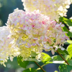 Fleur - Hortensia paniculata phantom - hydrangea paniculata phantom pot 3l Clearance