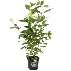 Fleur - Hortensia paniculata phantom - hydrangea paniculata phantom pot 3l Clearance