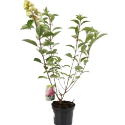 Fleur Plantes De Terre De Bruyère | - Hortensia paniculata vanille fraise - hydrangea paniculata vanille fraise pot 3l