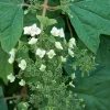 Fleur - Hortensia quercifolia alice - hydrangea quercifolia alice pot 3l Sale