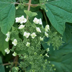 Fleur - Hortensia quercifolia alice - hydrangea quercifolia alice pot 3l Sale
