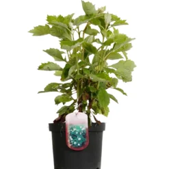 Fleur - Hortensia quercifolia alice - hydrangea quercifolia alice pot 3l Sale