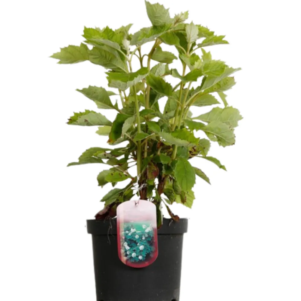 Fleur - Hortensia quercifolia alice - hydrangea quercifolia alice pot 3l Sale