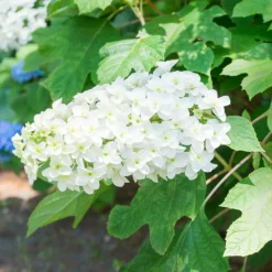 Fleur Plantes De Terre De Bruyère | - Hortensia quercifolia sikes dwarf - hydrangea quercifolia sikes dwarf pot 3l