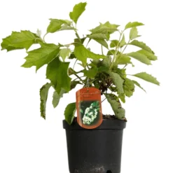 Fleur Plantes De Terre De Bruyère | - Hortensia quercifolia sikes dwarf - hydrangea quercifolia sikes dwarf pot 3l