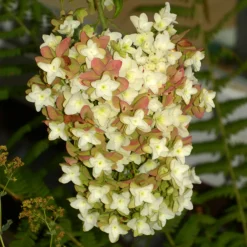Fleur Plantes De Terre De Bruyère | - Hortensia querc snowflake - hydrangea querc snowflake pot 3l