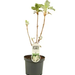 Fleur Plantes De Terre De Bruyère | - Hortensia querc snowflake - hydrangea querc snowflake pot 3l