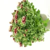 Fleuron D'anjou - Chrysantheme multifleur pot 12 Clearance