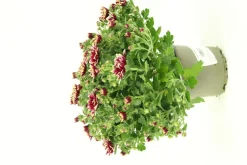 Fleuron D'anjou - Chrysantheme multifleur pot 12 Clearance