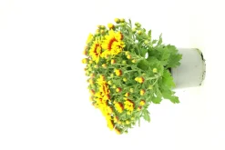 Fleuron D'anjou - Chrysantheme multifleur pot 12 Clearance