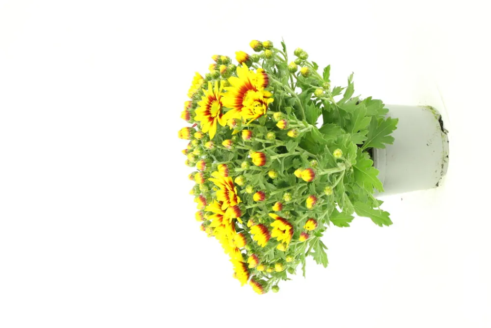 Fleuron D'anjou - Chrysantheme multifleur pot 12 Clearance