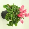 Fleuron D'anjou - Cyclamen mini crispino pot 10,5 cm Clearance