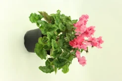 Fleuron D'anjou - Cyclamen mini crispino pot 10,5 cm Clearance