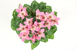 Fleuron D'anjou - Cyclamen mini djix pot 10,5 cm Hot
